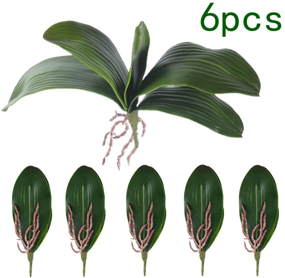 Phalaenopsis Orchids Leaves Ar - Orchid Phalaenopsis ulasan dan harga