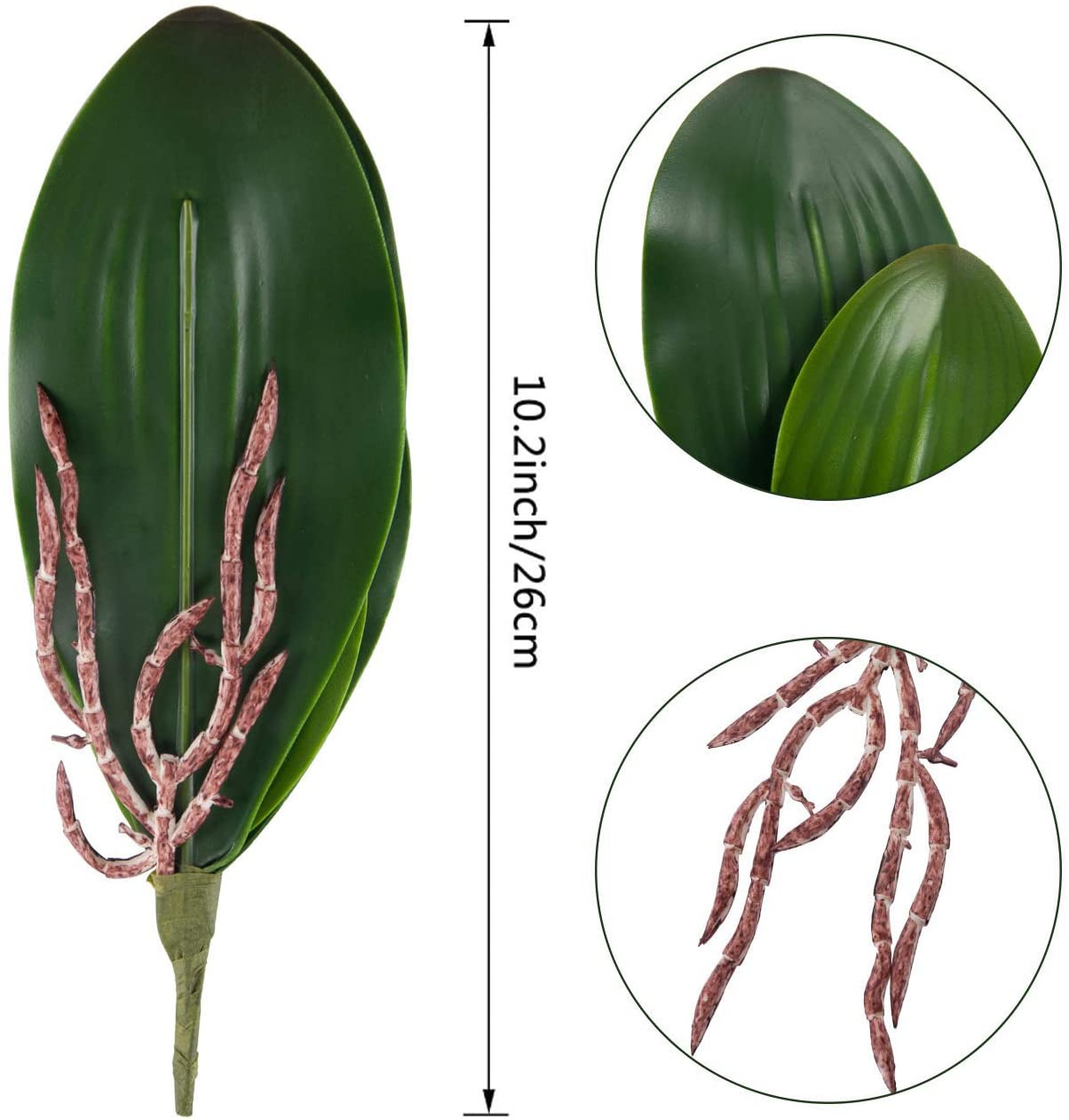 Phalaenopsis Orchids Leaves Ar - Orchid Phalaenopsis ulasan dan harga