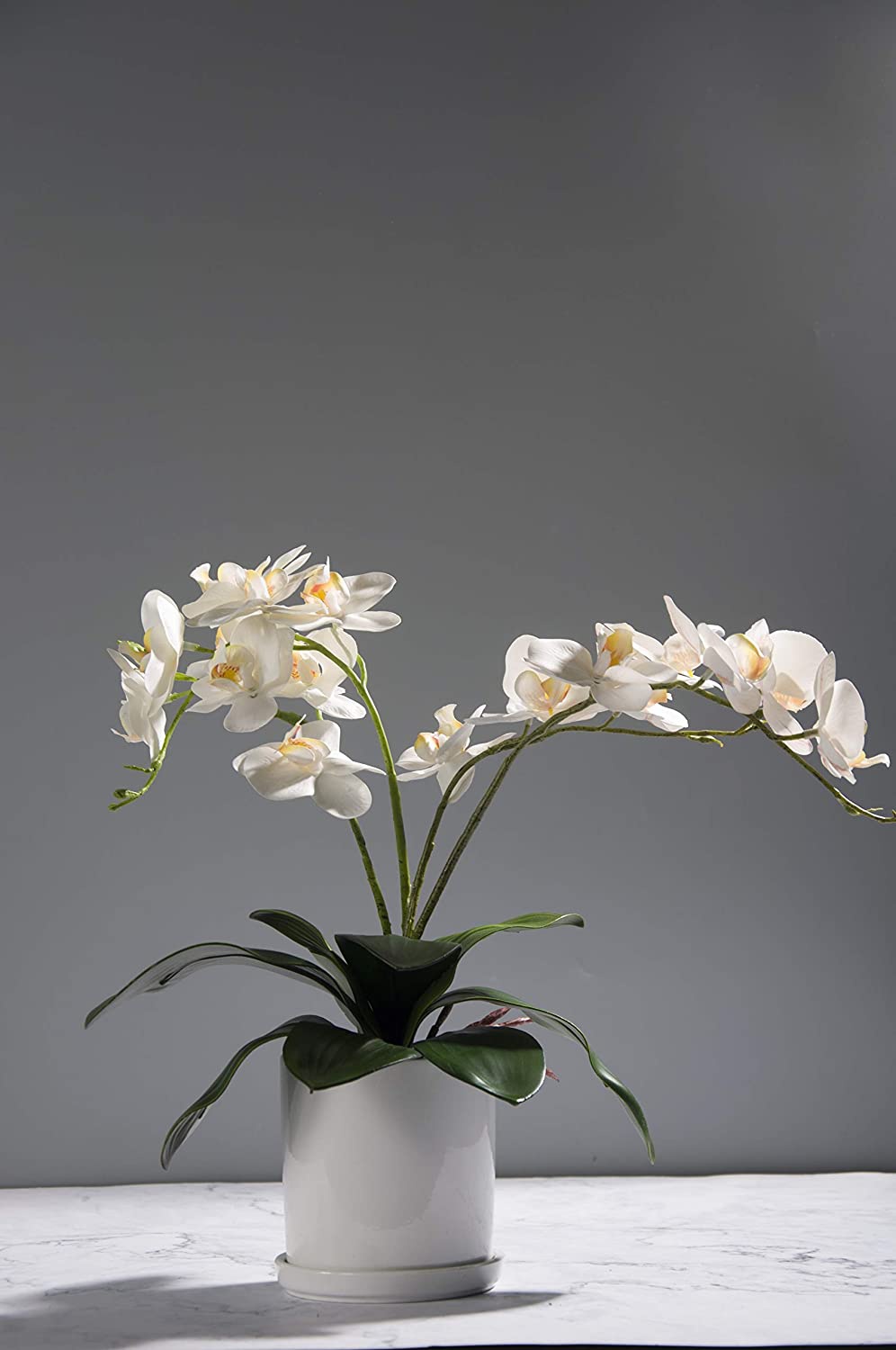 Phalaenopsis Orchids Leaves Ar - Orchid Phalaenopsis ulasan dan harga