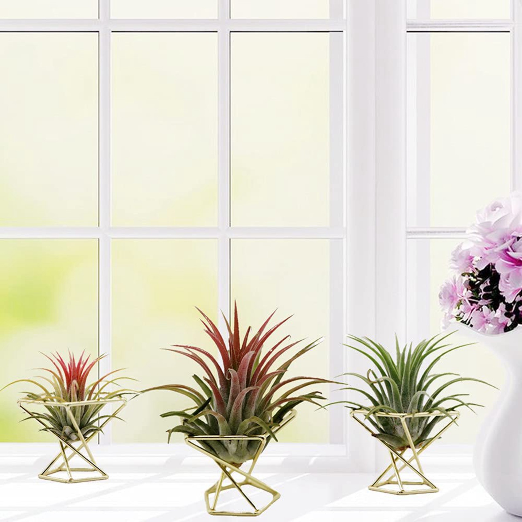 SYW-8 Pcs Geometric Air Plant  - Air Plant Tillandsia ulasan dan harga