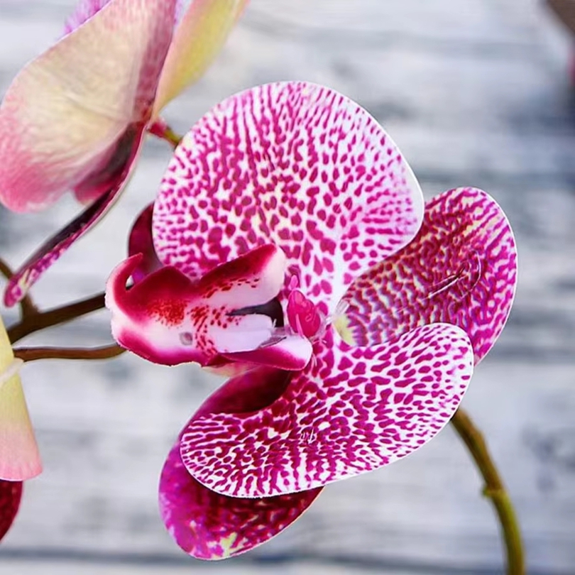 3D Artificial Flowers Plastic  - Orchid Phalaenopsis ulasan dan harga