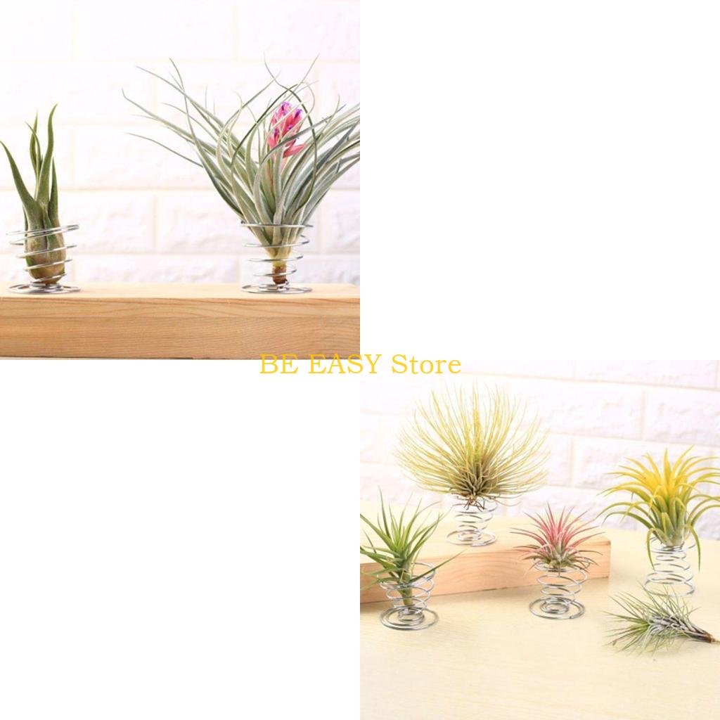 E28F 20 pcs Air Plant Stand Ai - Air Plant Tillandsia ulasan dan harga
