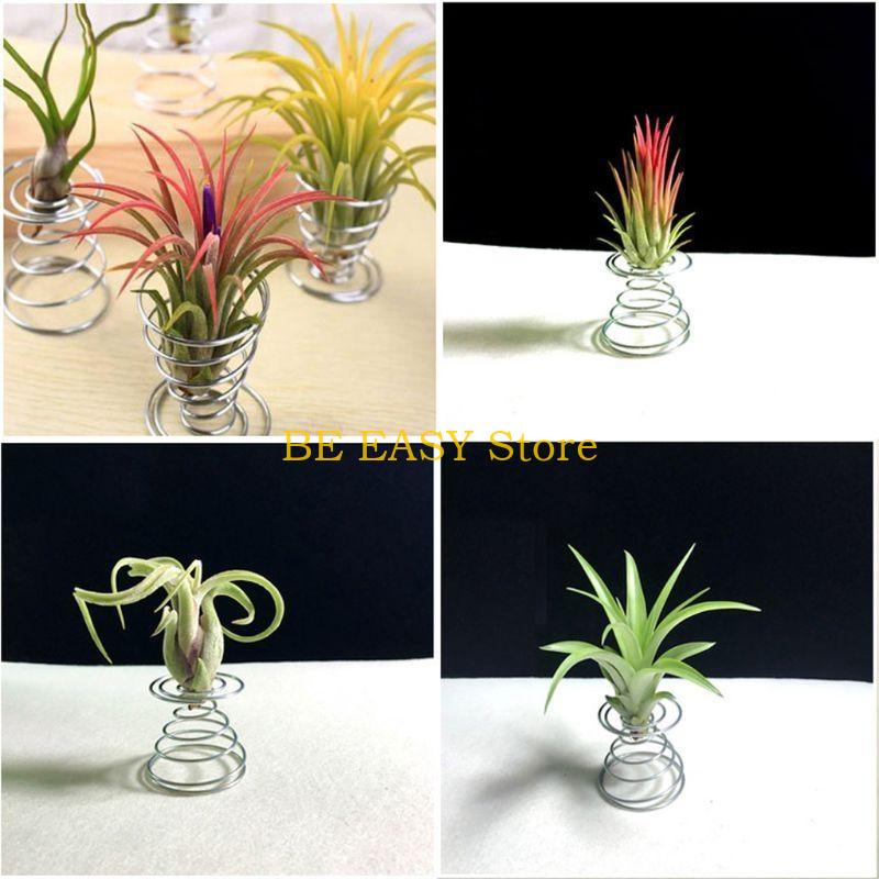 E28F 20 pcs Air Plant Stand Ai - Air Plant Tillandsia ulasan dan harga