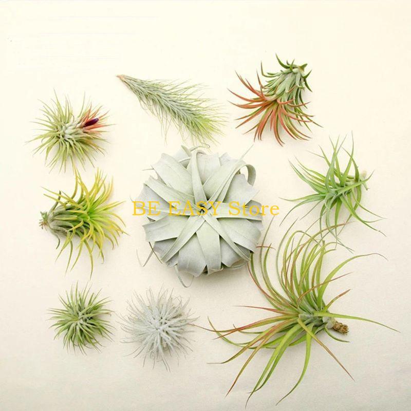 E28F 20 pcs Air Plant Stand Ai - Air Plant Tillandsia ulasan dan harga
