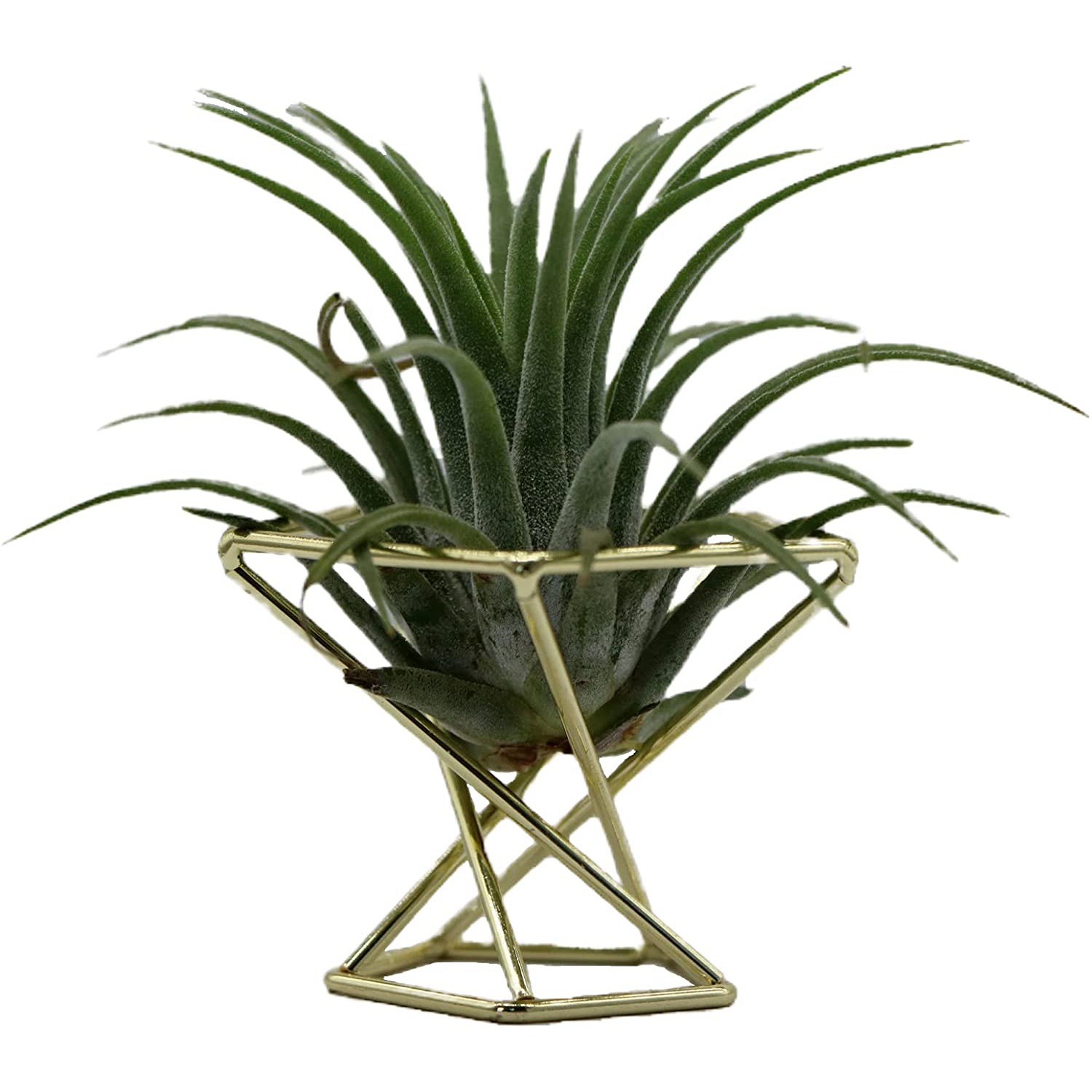 ETRT Geometric Air Plant Holde - Air Plant Tillandsia ulasan dan harga