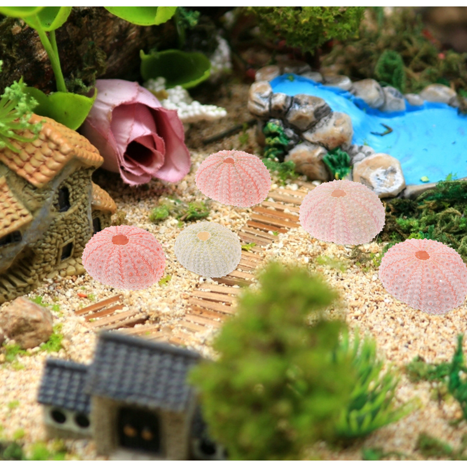 6Pcs Sea Urchin Shells Natural - Air Plant Tillandsia ulasan dan harga