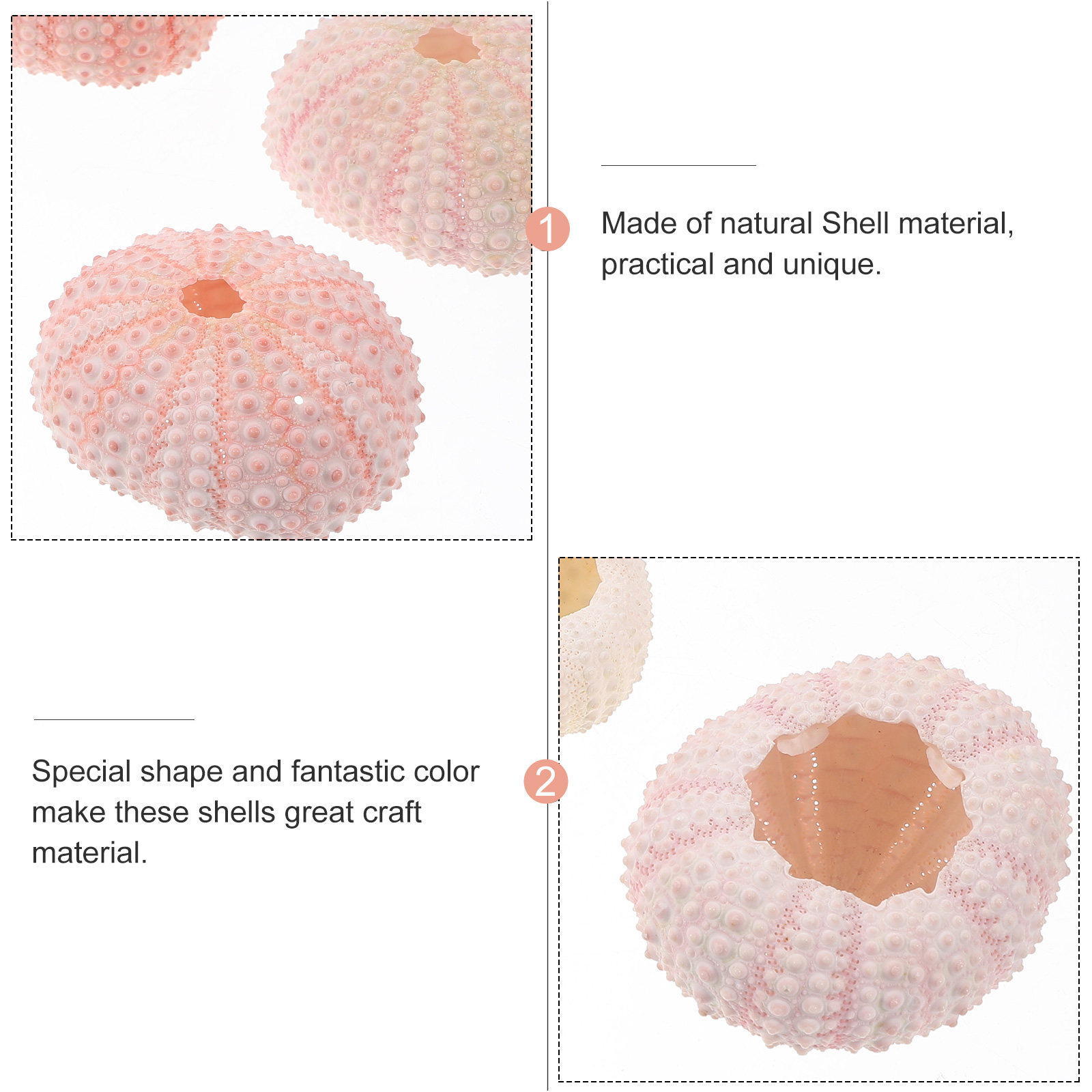 6Pcs Sea Urchin Shells Natural - Air Plant Tillandsia ulasan dan harga