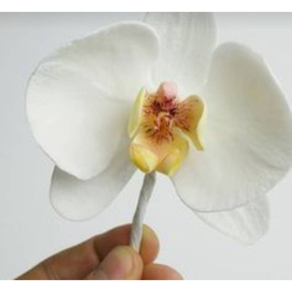 Orchid Flower Metal Cut Dies S - Orchid Phalaenopsis ulasan dan harga