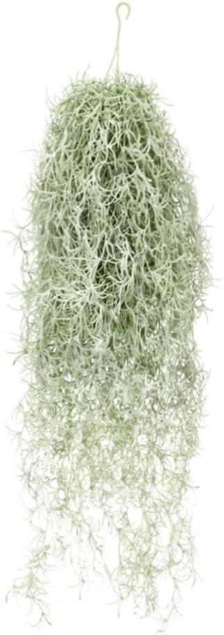 Artificial Flocking Tillandsia - Air Plant Tillandsia ulasan dan harga