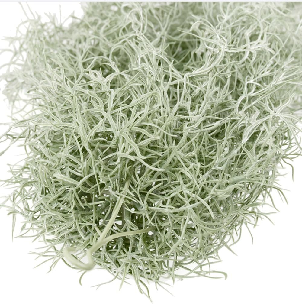Artificial Flocking Tillandsia - Air Plant Tillandsia ulasan dan harga