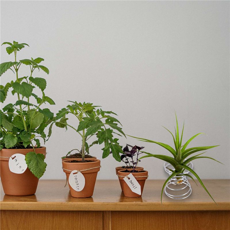 Hot Selling-6 Pieces Air Plant - Air Plant Tillandsia ulasan dan harga