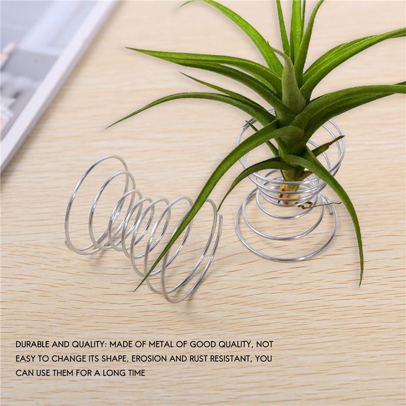 Hot Selling-6 Pieces Air Plant - Air Plant Tillandsia ulasan dan harga