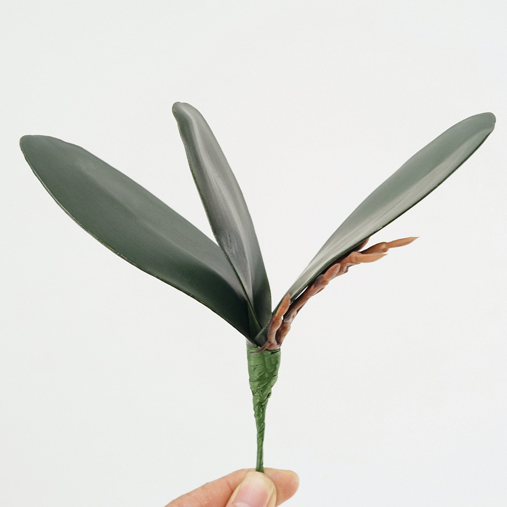 3pc Eva Simulation Phalaenopsi - Orchid Phalaenopsis ulasan dan harga