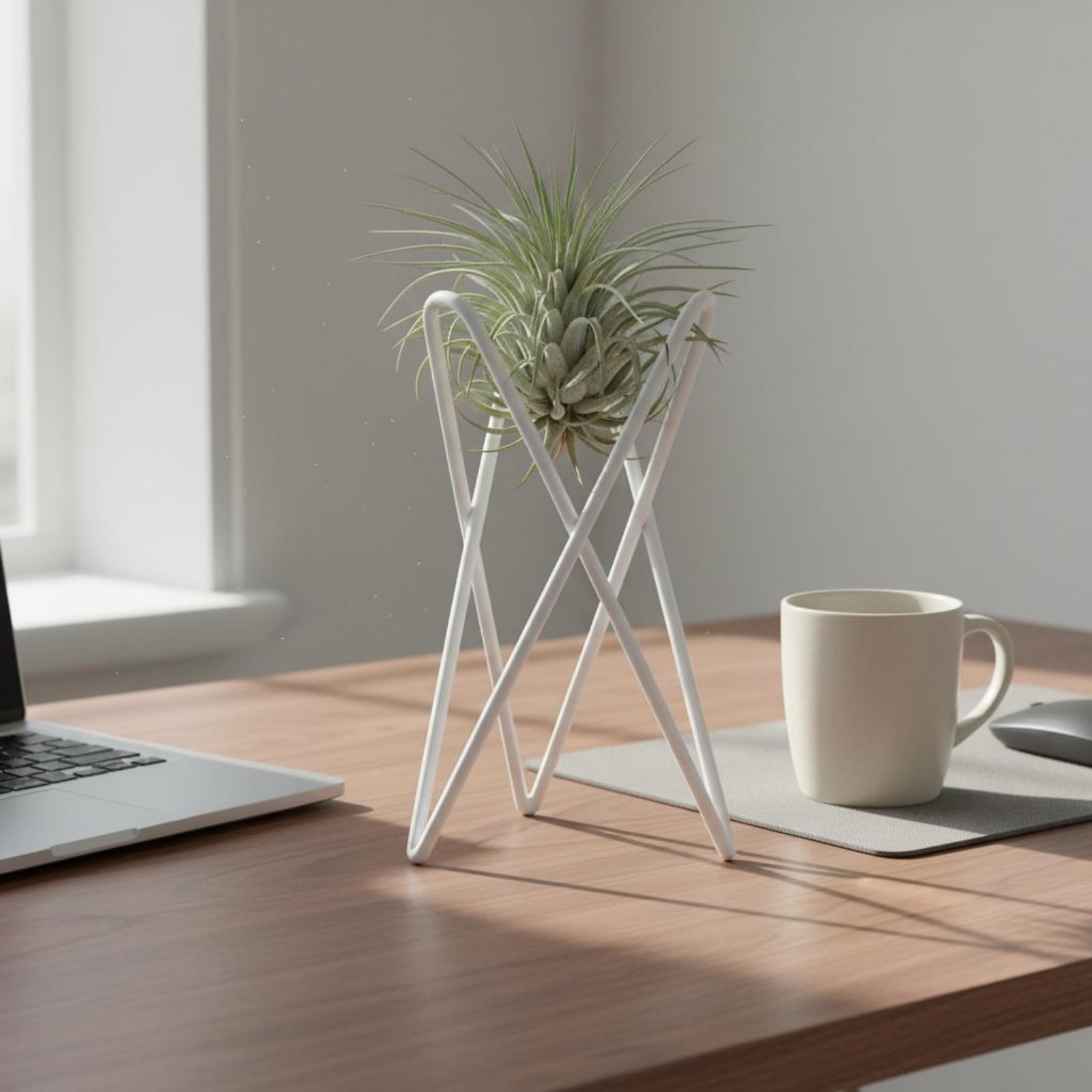 Air Plant Stand Minimalist Des - Air Plant Tillandsia ulasan dan harga
