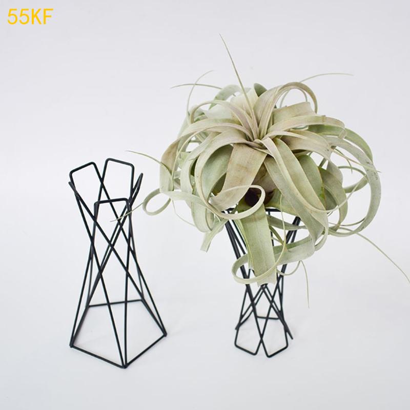 55KF Nordic Air Plant Holder M - Air Plant Tillandsia ulasan dan harga