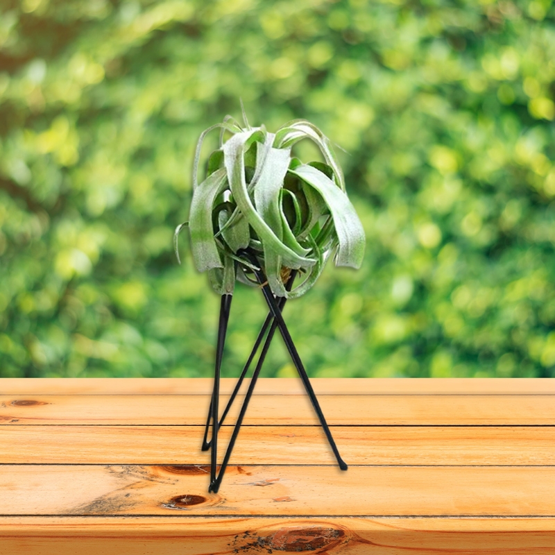 Air Plant Holder Metal Flower  - Air Plant Tillandsia ulasan dan harga