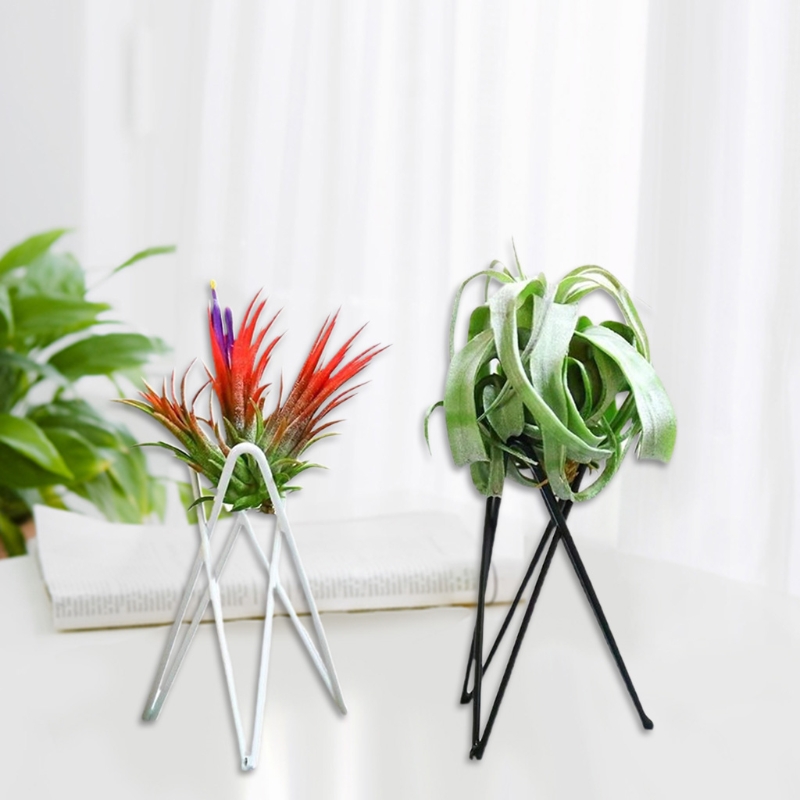 Air Plant Holder Metal Flower  - Air Plant Tillandsia ulasan dan harga
