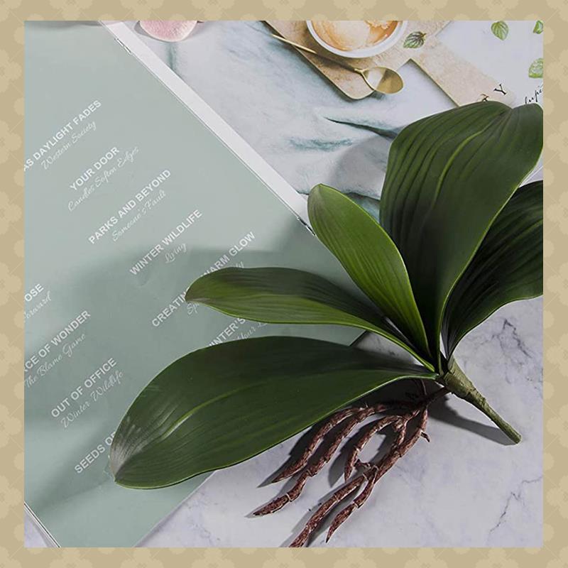 AB45 Phalaenopsis Orchids Leav - Orchid Phalaenopsis ulasan dan harga