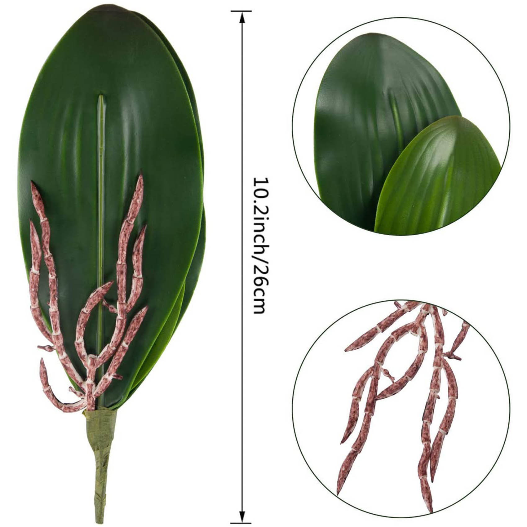 Phalaenopsis Orchids Leaves Ar - Orchid Phalaenopsis ulasan dan harga
