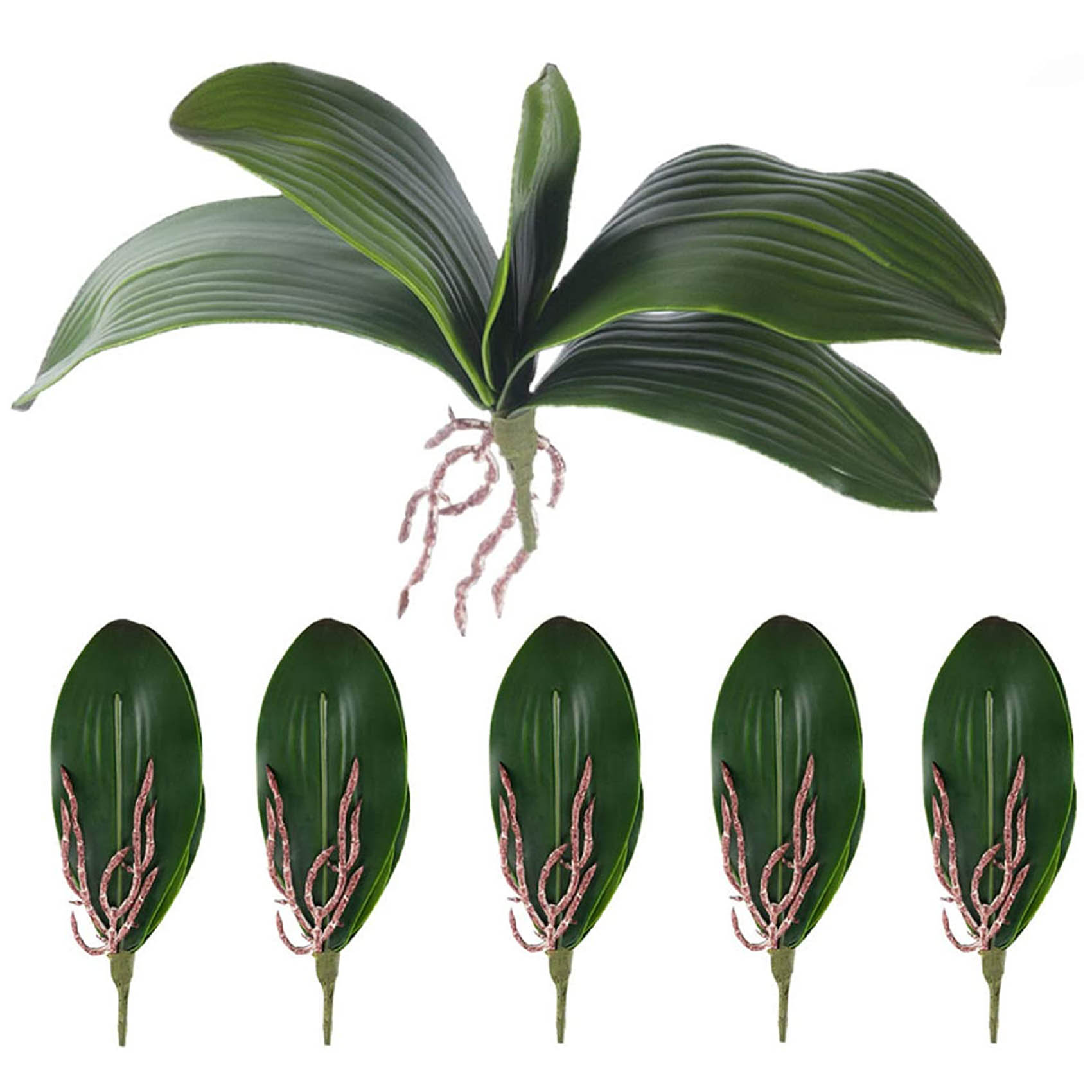 Phalaenopsis Orchids Leaves Ar - Orchid Phalaenopsis ulasan dan harga