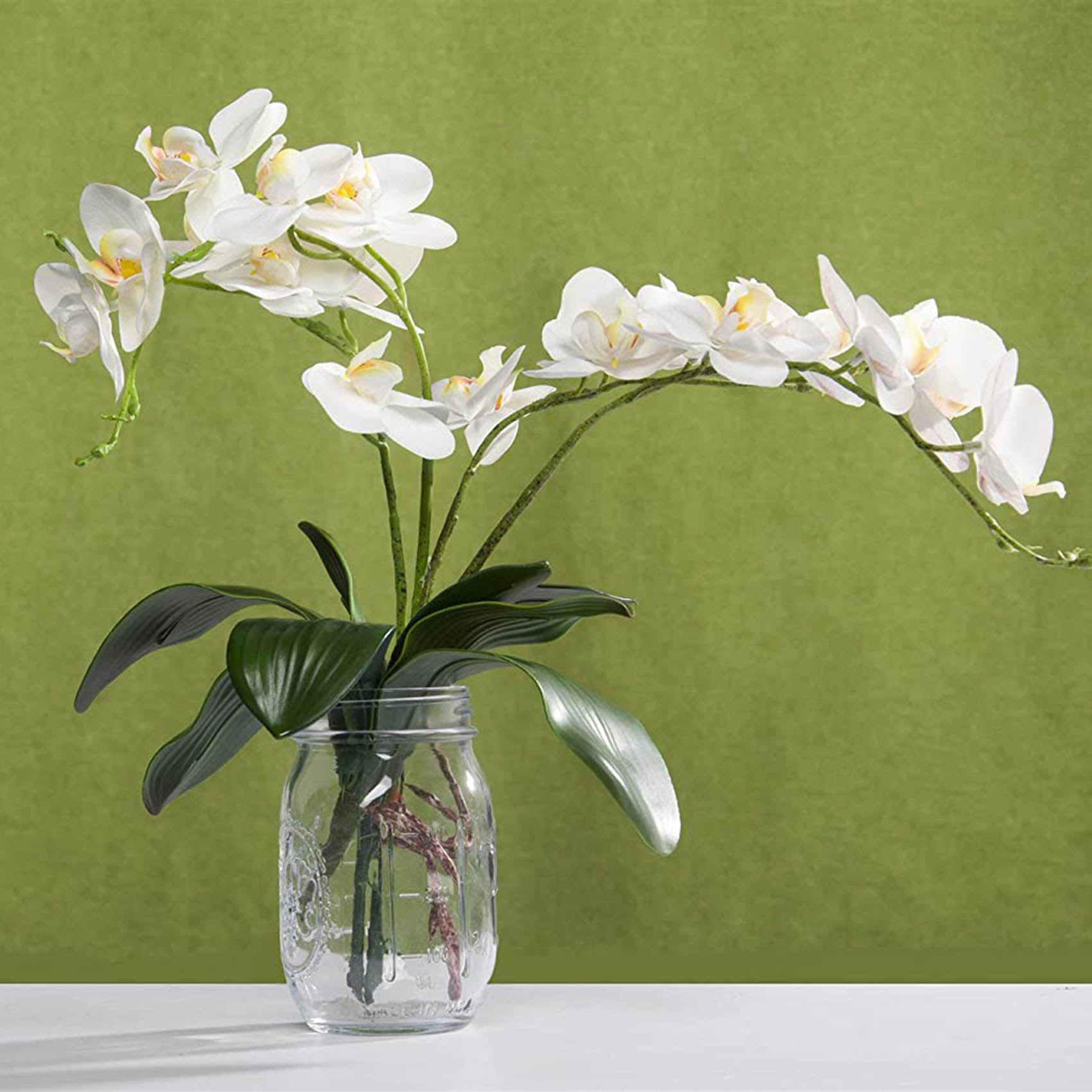Phalaenopsis Orchids Leaves Ar - Orchid Phalaenopsis ulasan dan harga